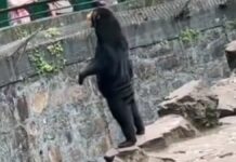 Zoológico de Hangzhou niega que sus osos sean personas disfrazadas zoológico