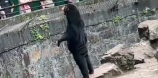 Zoológico de Hangzhou niega que sus osos sean personas disfrazadas zoológico