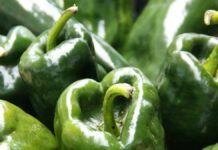 Golpean a indigente por cortar chiles de sembradío en El Verde