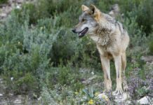 Declaran extinto al lobo en el sur de España