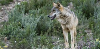 Declaran extinto al lobo en el sur de España