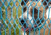 Maltrato animal suma 107 denuncias de enero a agosto: FGE Maltrato