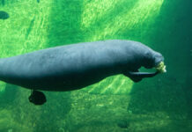 Aumentan a 31 las muertes de Manatíes en Tabasco Manatíes