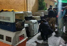 En CDMX 25 perros son rescatados de criadero ilegal Perros
