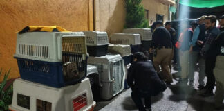 En CDMX 25 perros son rescatados de criadero ilegal Perros