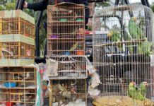 Profepa rescata a 53 aves canoras en Michoacán Profepa
