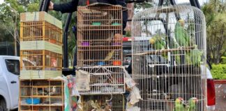 Profepa rescata a 53 aves canoras en Michoacán Profepa