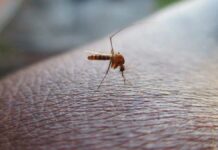 Puebla registra 14 hospitalizaciones por dengue: Salud Puebla