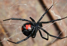 Niño se hace picar por viuda negra para volverse Spider Man Viuda negra