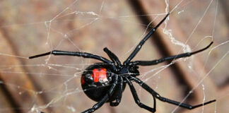 Niño se hace picar por viuda negra para volverse Spider Man Viuda negra