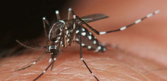 dengue