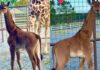 Nace jirafa sin manchas en Tennessee; sería única en el mundo jirafa