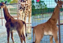 Nace jirafa sin manchas en Tennessee; sería única en el mundo jirafa