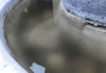 En 24 horas, Puebla registra dos casos más de dengue: Salud mosquitos de dengue