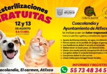 ¡Aprovecha! Habrá esterilización gratuita para perros y gatos en Atlixco perros
