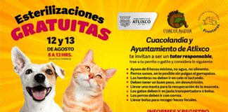 ¡Aprovecha! Habrá esterilización gratuita para perros y gatos en Atlixco perros