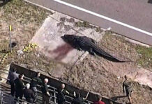 Florida: Capturan caimán con cuerpo humano en el hocico Caimán