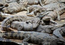 Escapan más de 70 cocodrilos en China tras desbordamiento de laguna Cocodrilo