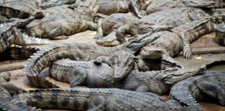 Escapan más de 70 cocodrilos en China tras desbordamiento de laguna Cocodrilo