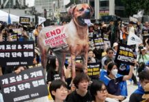 Impulsan prohibir el consumo de carne de perro en Corea del Sur