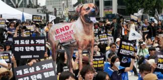 Impulsan prohibir el consumo de carne de perro en Corea del Sur