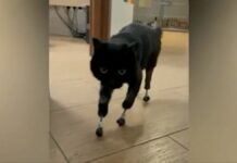Veterinarios logran que gato vuelva a caminar con cuatro prótesis Veterinarios colocan cuatro prótesis a gato.