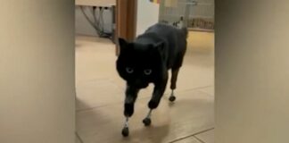 Veterinarios logran que gato vuelva a caminar con cuatro prótesis Veterinarios colocan cuatro prótesis a gato.
