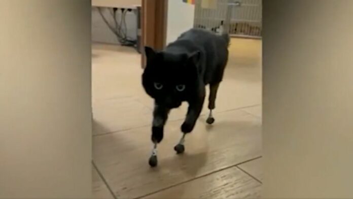 Veterinarios colocan cuatro prótesis a gato.
