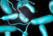 Bacteria “come carne” en el Atlántico y Golfo pone en alerta a EU