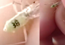 TikTok: mosquitos con número de serie desatan teorías de conspiración Mosquito