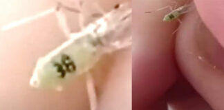 TikTok: mosquitos con número de serie desatan teorías de conspiración Mosquito