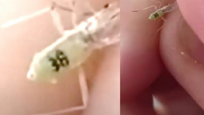 Mosquito