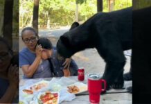 Oso sorprende a familia en Nuevo León y se come su comida Oso
