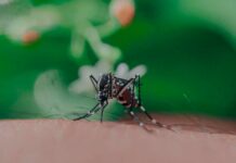 Puebla registra tres personas hospitalizadas por dengue Puebla