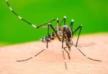 Puebla: Dengue suma 22 casos en las últimas 24 horas Puebla