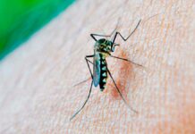 Puebla suma mil 324 casos de dengue: Salud Puebla