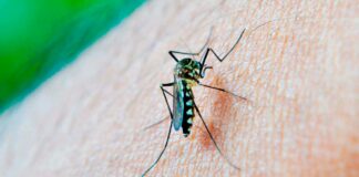 Puebla suma mil 324 casos de dengue: Salud Puebla