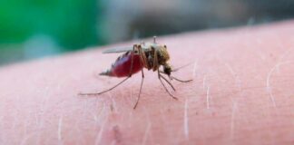 Puebla reporta 11 personas hospitalizadas por dengue Salud