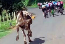 Costa Rica: “Vaca ciclista” causa revuelo en Tik Tok durante el Tour de San Carlos Vaca