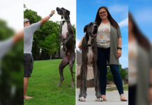 Zeus, el perro más alto del mundo, muere a los 3 años