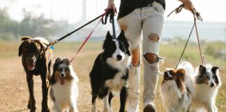 FGE Puebla creará unidades para investigar delitos contra animales animales