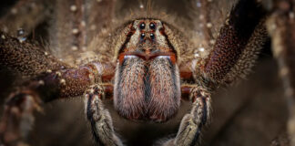 Veneno de araña podría ayudar a tratar la disfunción eréctil Araña bananera