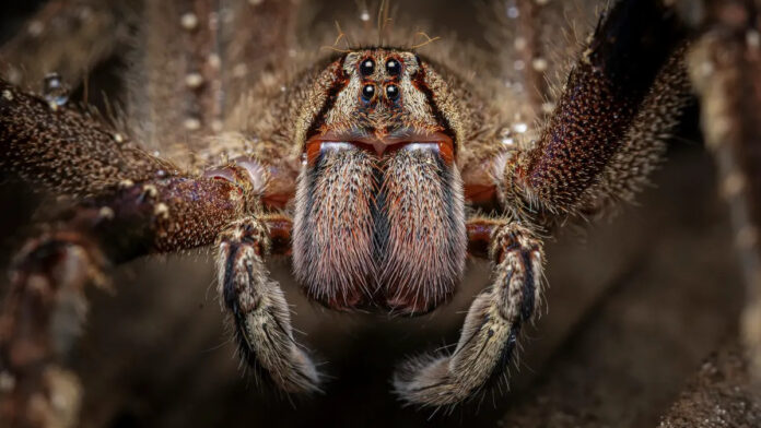 Araña bananera Araña bananera