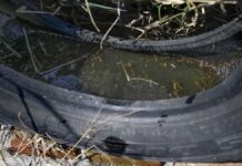 Acumula Puebla mil 743 casos de dengue: Salud dengue