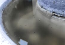 Por dengue, hospitalizan a 9 personas en Puebla Mosquito de dengue