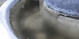 Por dengue, hospitalizan a 9 personas en Puebla Mosquito de dengue