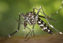 Puebla reporta 10 casos de dengue en las últimas 24 horas Mosquito Dengue