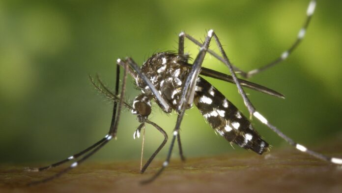 Mosquito Dengue