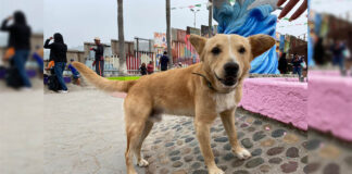 Vuelve a México perrito que cruzó la frontera a EU de forma ilegal perrito