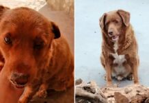 Bobi, el perro más viejo del mundo, muere en Portugal Bobi